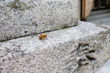 おいた蝉(せみ)の脱殻「祈願に来ていた夫婦」 おいた蝉(せみ)の脱殻「祈願に来ていた夫婦」