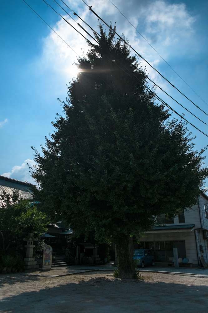広場の中央にそびえる大木