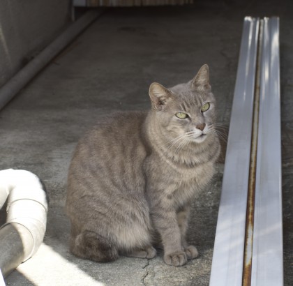 無性に猫の写真を撮りたくて…