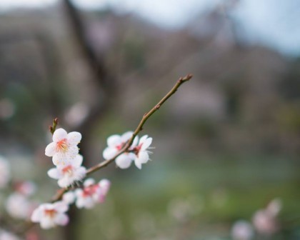 梅の花