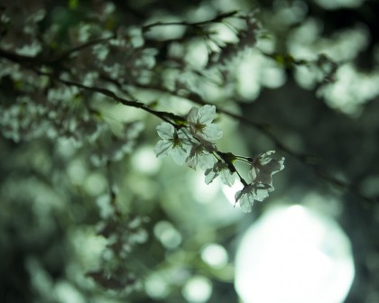 灯の下の桜の花びら 灯の下の桜の花びら