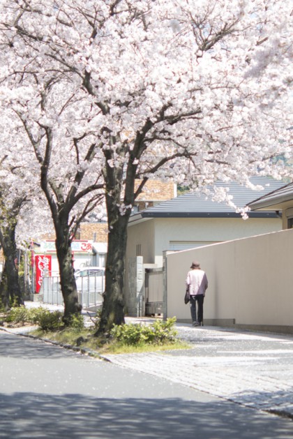 桜並木のおばあちゃん 桜並木のおばあちゃん