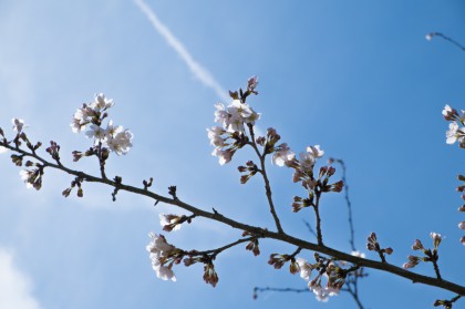たまたま飛行機雲と桜のツーショット たまたま飛行機雲と桜のツーショット