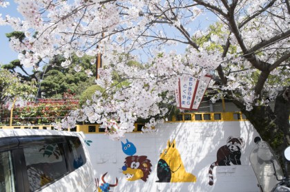 徳山動物園の桜 徳山動物園の桜