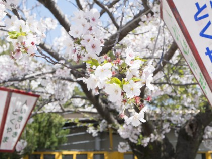徳山動物園の桜 徳山動物園の桜