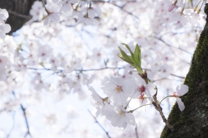 徳山動物園の桜 徳山動物園の桜