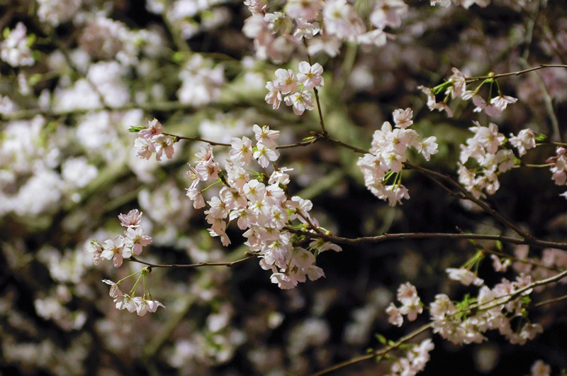 夜桜の撮影は、しゃべるのを忘れます。 夜桜の撮影は、しゃべるのを忘れます。